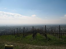 Weil am Rhein Weiler Weinweg 005.jpg